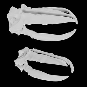 Whale skull 3D model