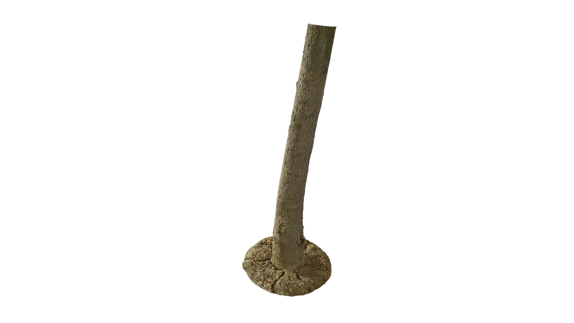 3D Anydrafts Cinnamomum bodinieri Trunk 03 3d model https://p.turbosquid.com/ts-thumb/fu/67hewH/Fq/ad_cinnamomum_bodinieri_trunk_03_8k_render_3d_maincamera4_fullquality_00001/png/1746617337/1920x1080/fit_q87/ad9777659745362073f5e750ed67e0e90219dd7a/ad_cinnamomum_bodinieri_trunk_03_8k_render_3d_maincamera4_fullquality_00001.jpg