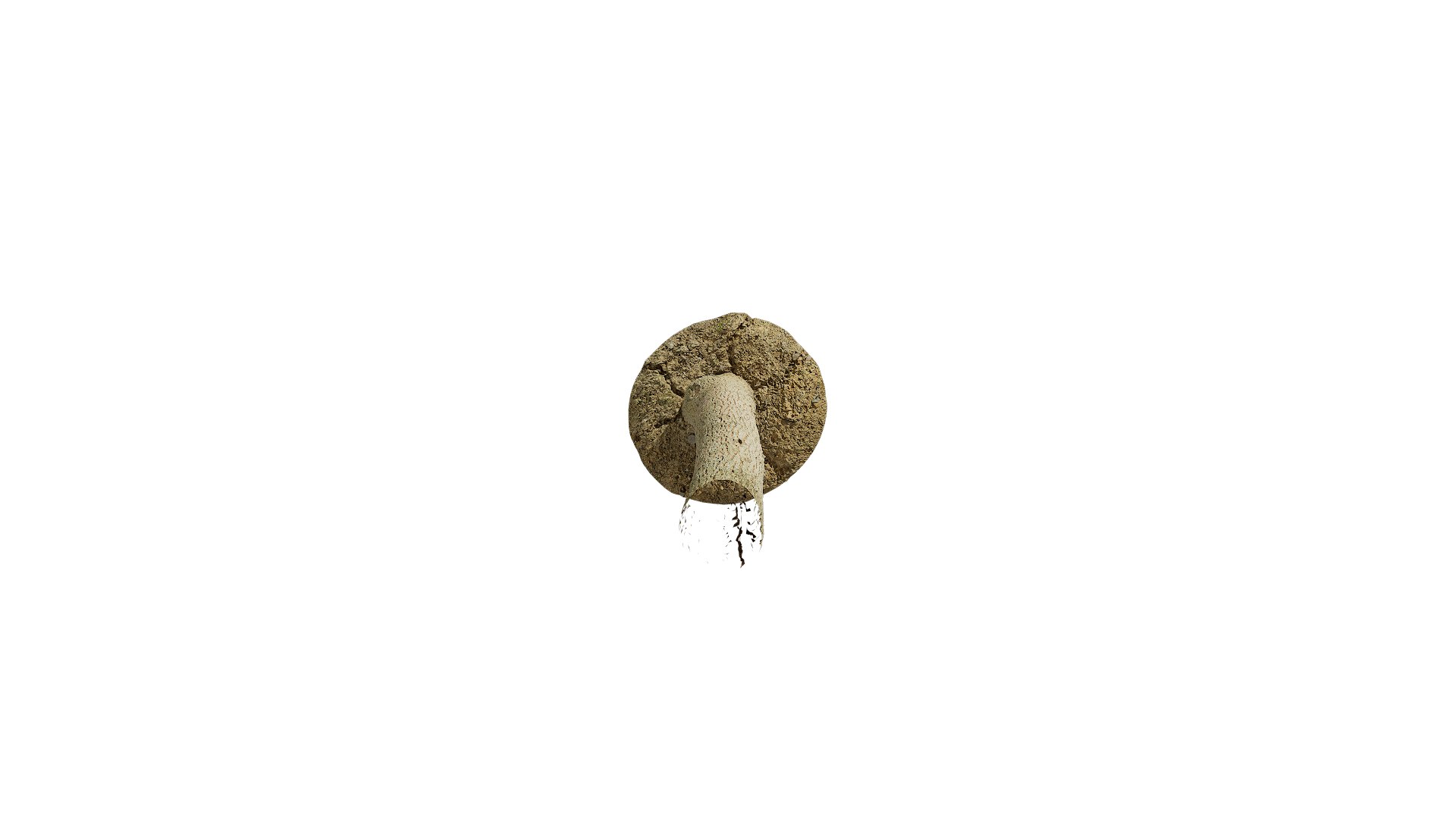 3D Anydrafts Cinnamomum bodinieri Trunk 03 3d model https://p.turbosquid.com/ts-thumb/fu/67hewH/YX/ad_cinnamomum_bodinieri_trunk_03_8k_render_3d_maincamera3_fullquality_00001/png/1746617333/1920x1080/fit_q87/f1d81a450deaf6f911f6e4c2352206a3ad3bd3be/ad_cinnamomum_bodinieri_trunk_03_8k_render_3d_maincamera3_fullquality_00001.jpg