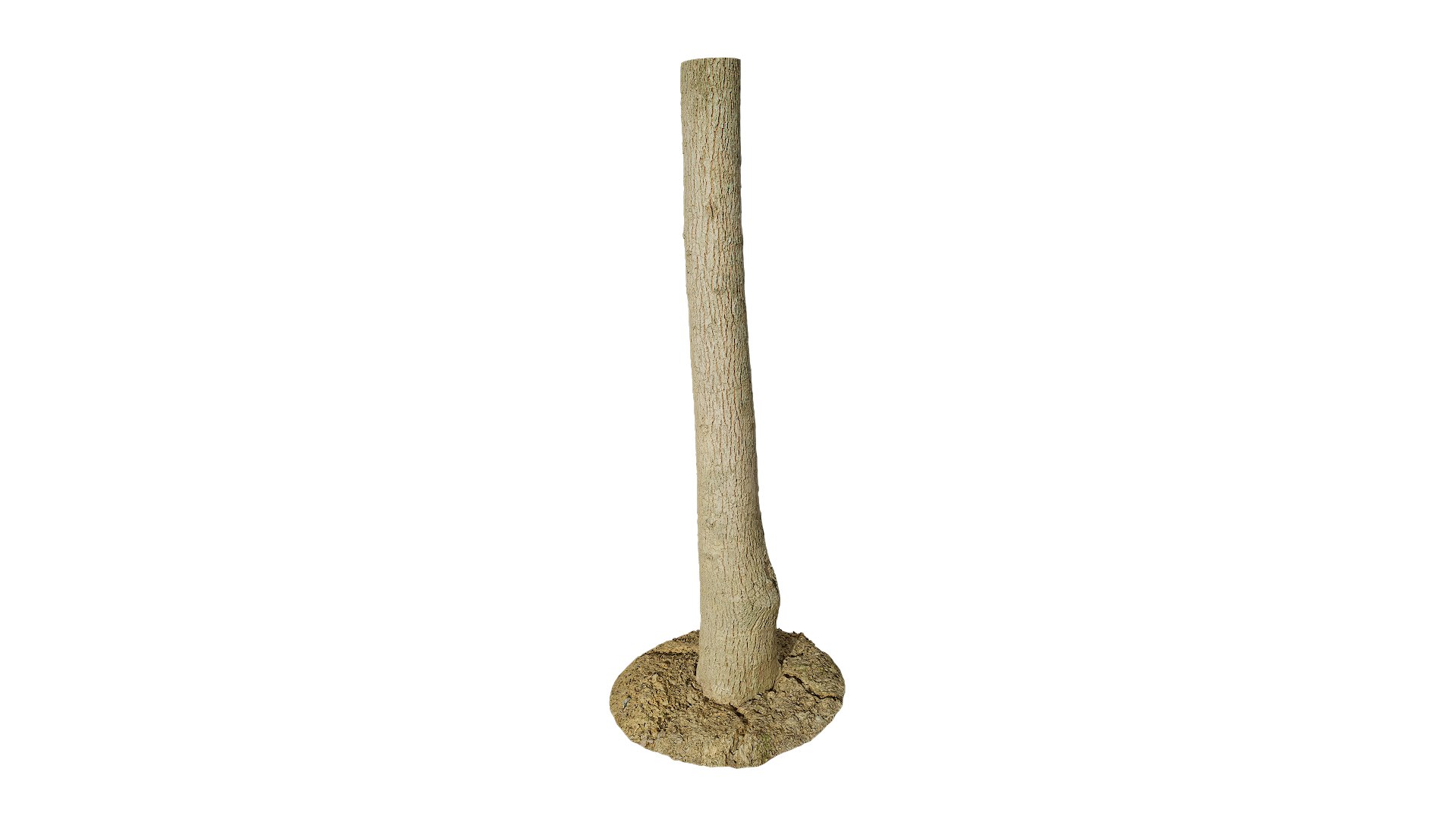 3D Anydrafts Cinnamomum bodinieri Trunk 03 3d model https://p.turbosquid.com/ts-thumb/fu/67hewH/kt/ad_cinnamomum_bodinieri_trunk_03_8k_render_3d_maincamera5_fullquality_00001/png/1746617342/1920x1080/fit_q87/ff4be7875fc945cc122ba9804b7986db0b817924/ad_cinnamomum_bodinieri_trunk_03_8k_render_3d_maincamera5_fullquality_00001.jpg
