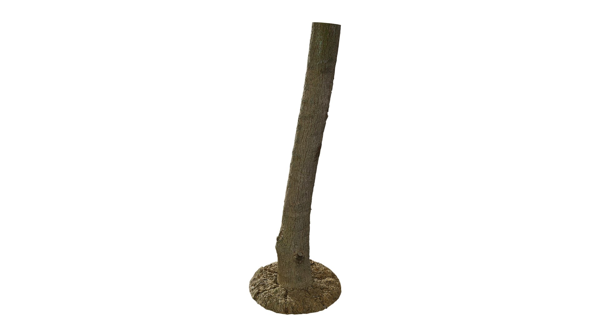 3D Anydrafts Cinnamomum bodinieri Trunk 03 3d model https://p.turbosquid.com/ts-thumb/fu/67hewH/ny/ad_cinnamomum_bodinieri_trunk_03_8k_render_3d_maincamera2_fullquality_00001/png/1746617328/1920x1080/fit_q87/fd8aa0293aabd6845374d576c860fad033bb2a8d/ad_cinnamomum_bodinieri_trunk_03_8k_render_3d_maincamera2_fullquality_00001.jpg