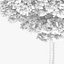 Downy Birch Tree 11.1m