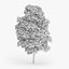 Downy Birch Tree 11.1m