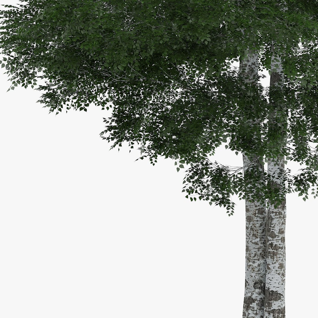 downy birch 11 1m 3d model https://p.turbosquid.com/ts-thumb/fu/BYnCps/RGA9uA2V/1505/jpg/1442552064/1920x1080/fit_q87/bc292230436407bf77de33f7165530caf9ba2a38/1505.jpg