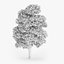Downy Birch Tree 11.1m