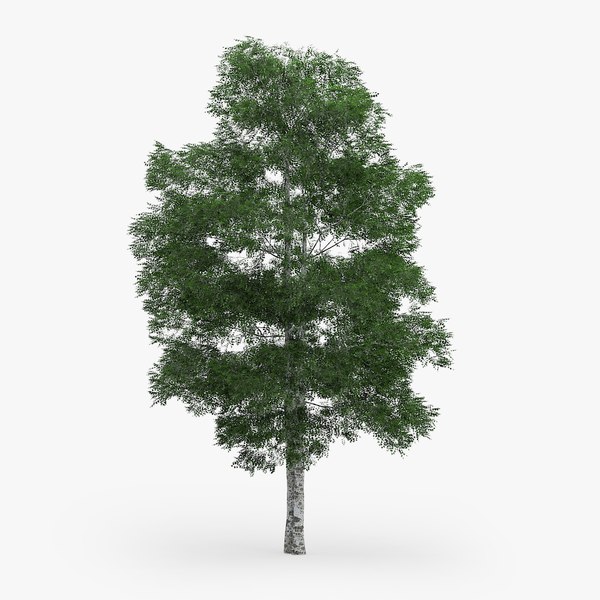 downy birch 11 1m 3d model