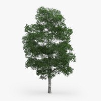 Downy Birch Tree 11.1m