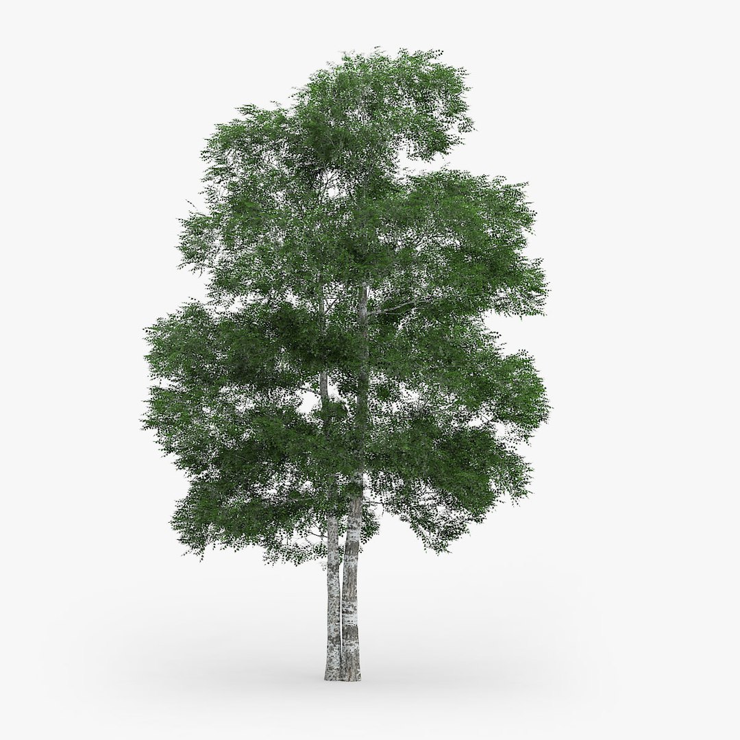 downy birch 11 1m 3d model https://p.turbosquid.com/ts-thumb/fu/BYnCps/z9ZI6bQU/1503/jpg/1442552064/1920x1080/fit_q87/5e6c8e570f5082b45ae18f26fac79a78f0a2d706/1503.jpg