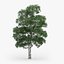Downy Birch Tree 11.1m