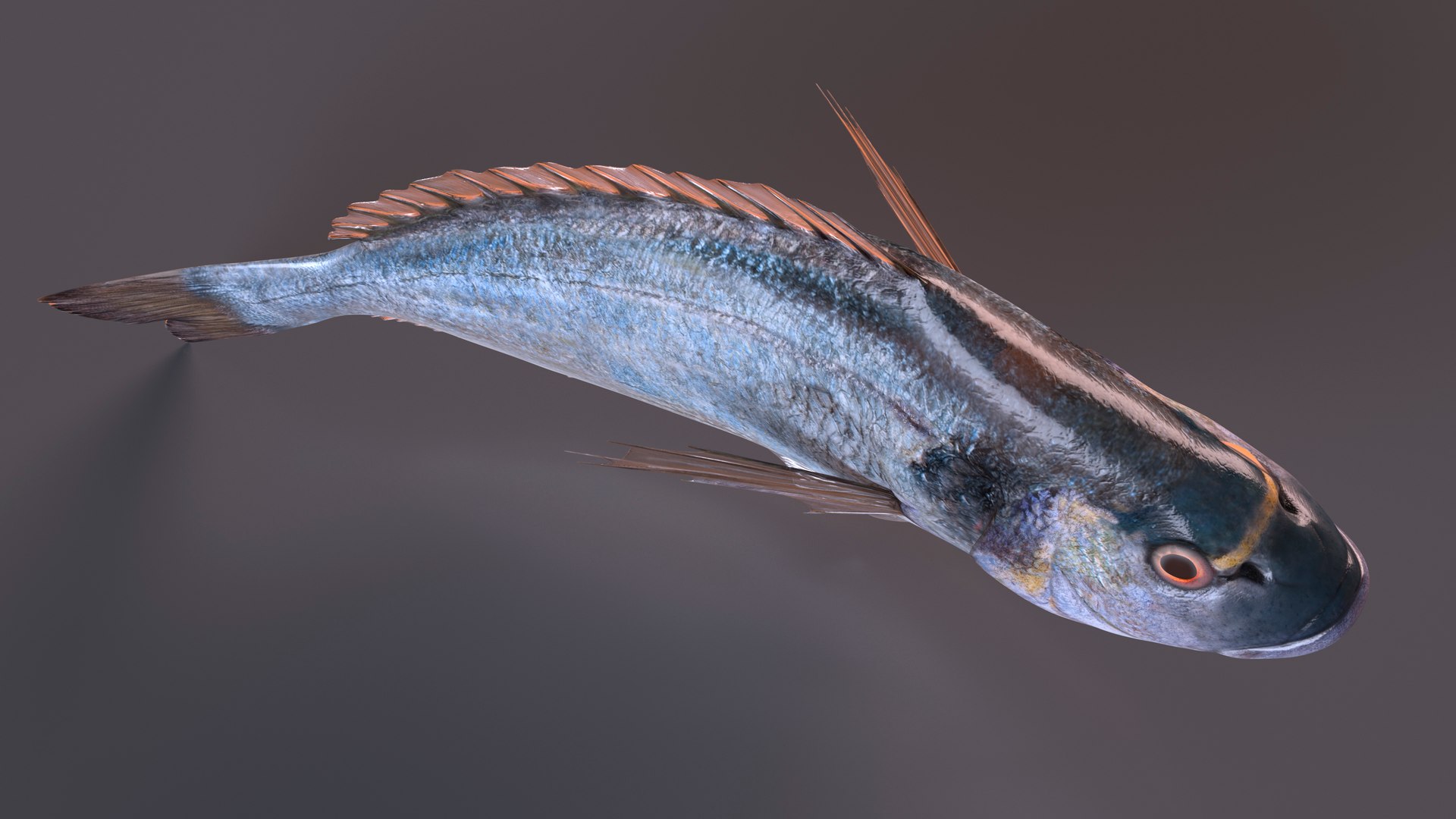 Gilthead Bream Fish Rigged for Maya 3D model - TurboSquid 2178558