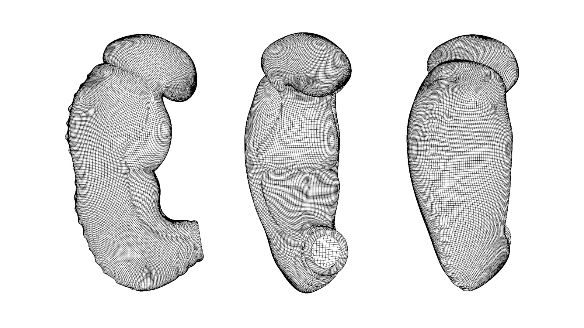 3 Weeks Human Embryonic Baby Stages Model - TurboSquid 2036029
