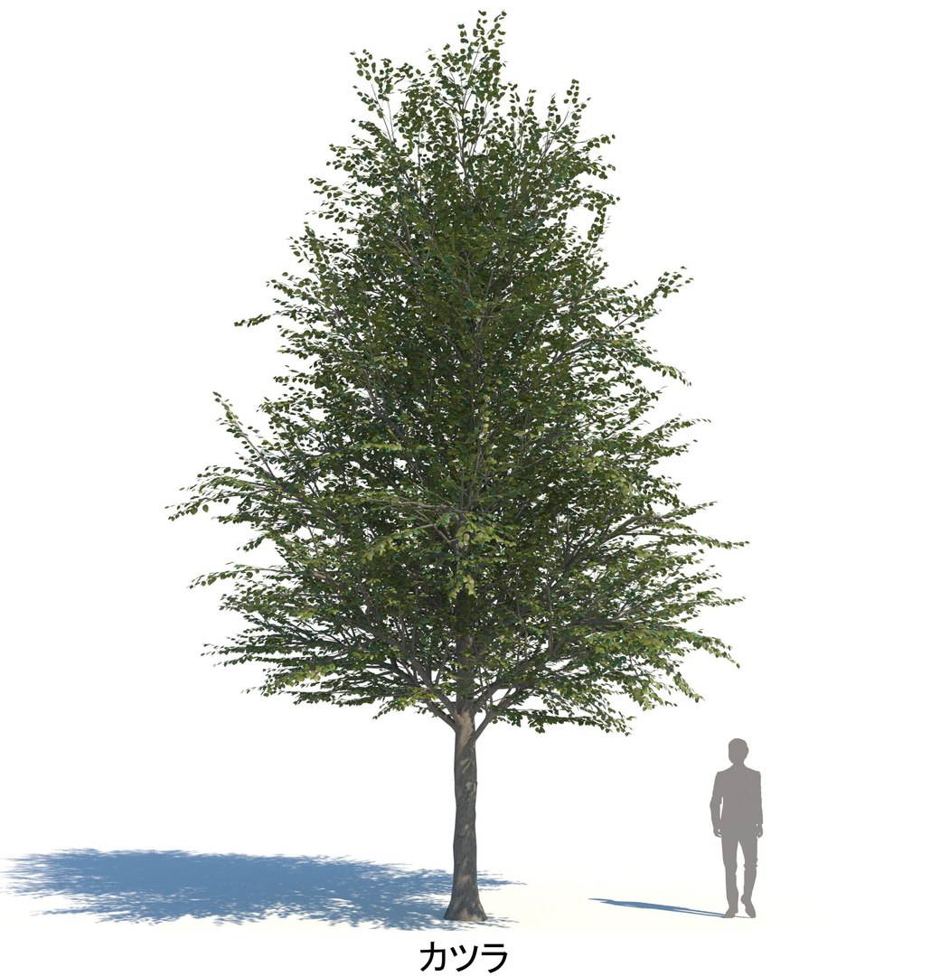 ApartmentSet6v2 73trees model https://p.turbosquid.com/ts-thumb/fu/M7sWha/Al/katsura_tan_8000_b_spr/jpg/1776158488/1920x1080/fit_q87/bd40c0b5134cd4a146b6351cf01090b1f6c74b5a/katsura_tan_8000_b_spr.jpg