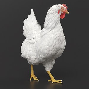 Chicken Walking Animated Rigged for Maya model