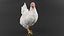 Chicken Walking Animated Rigged for Maya