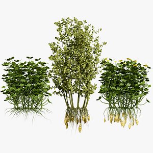 Andean Oca Root Crop Pack