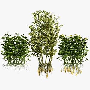 Andean Oca Root Crop Pack