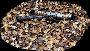 3D model forest woodlogs leafs autumn ground photogrammetry