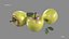 Apple Yellow Stell Agro