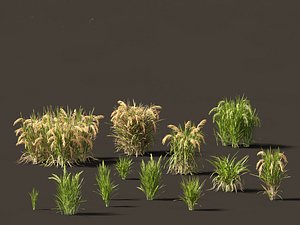Oryza sativa - Rice 3D
