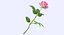 Pink Rose