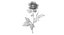 Pink Rose