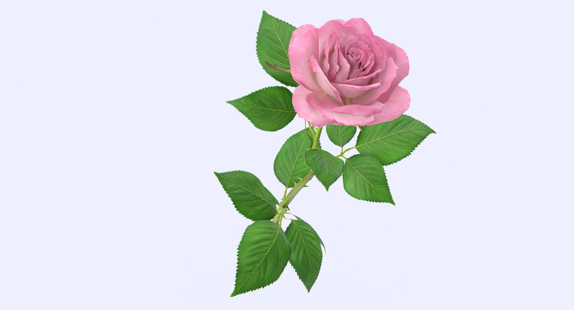 rose modeled leaf obj https://p.turbosquid.com/ts-thumb/fu/b7w1OZ/y4oYUckn/rose24_1_2/jpg/1469789195/1920x1080/fit_q87/76e400fed2e13281cff0d1bc1e66a04641ef2373/rose24_1_2.jpg