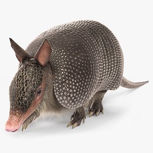 Armadillo in Walking Pose Black Fur 3D