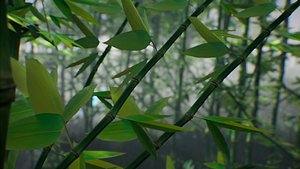 bamboo stylized 3D