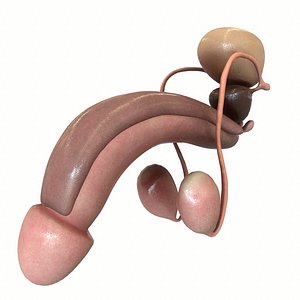 Male Reproductive System