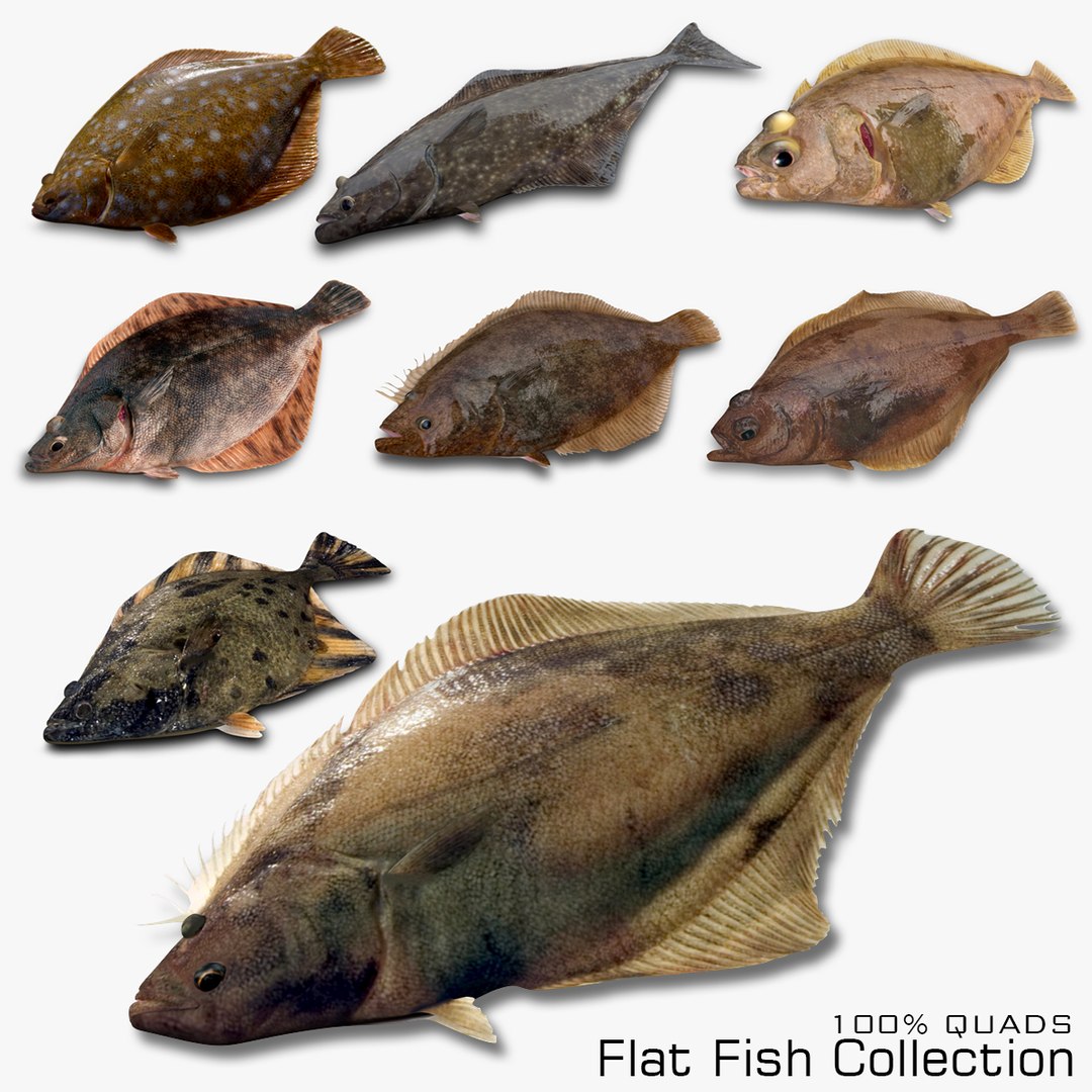 Flat Fish Collection Model - TurboSquid 1813099