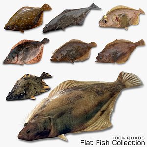 Flat Fish Collection model