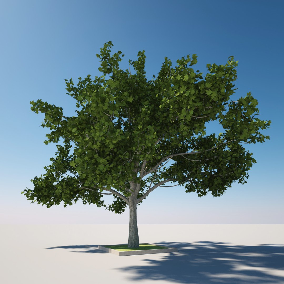 3d wood tree model