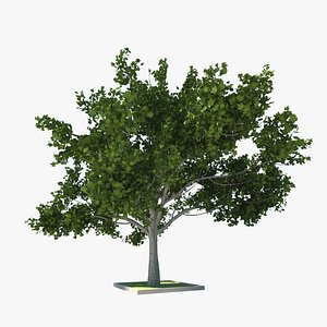 3d wood tree model