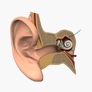 3D ear medical outer model