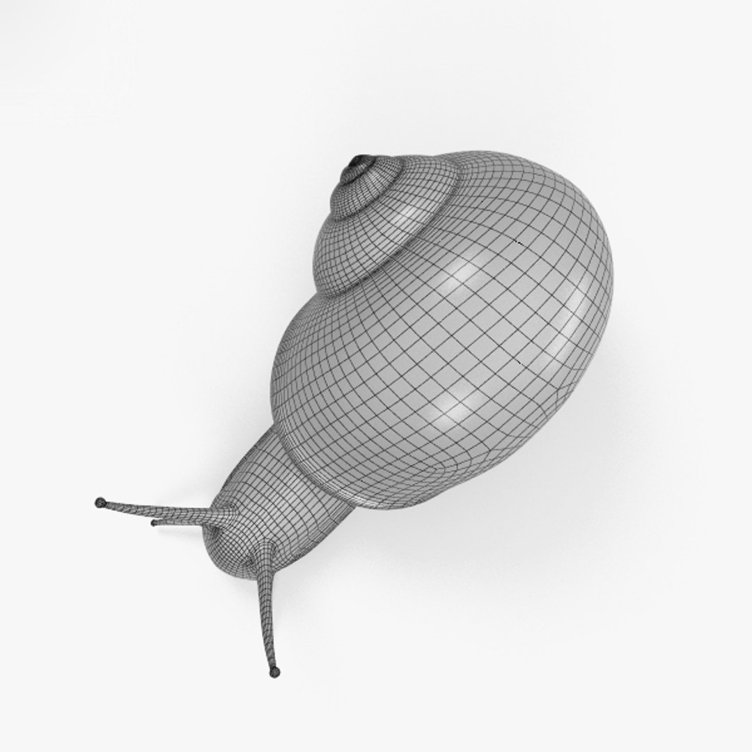 Snail invertebrates animal model - TurboSquid 1368423