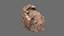 desert rocks