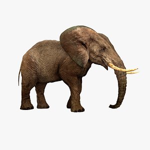 African Elephant Museum Specimen (Animated)