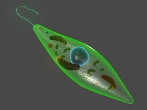 Euglena