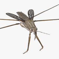Water Strider Fur for Cinema 4D