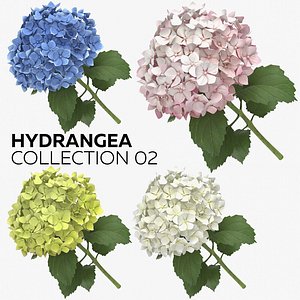 Hydrangea Collection 02