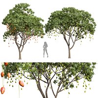 New Plant High detail Mangifera Indica Mango