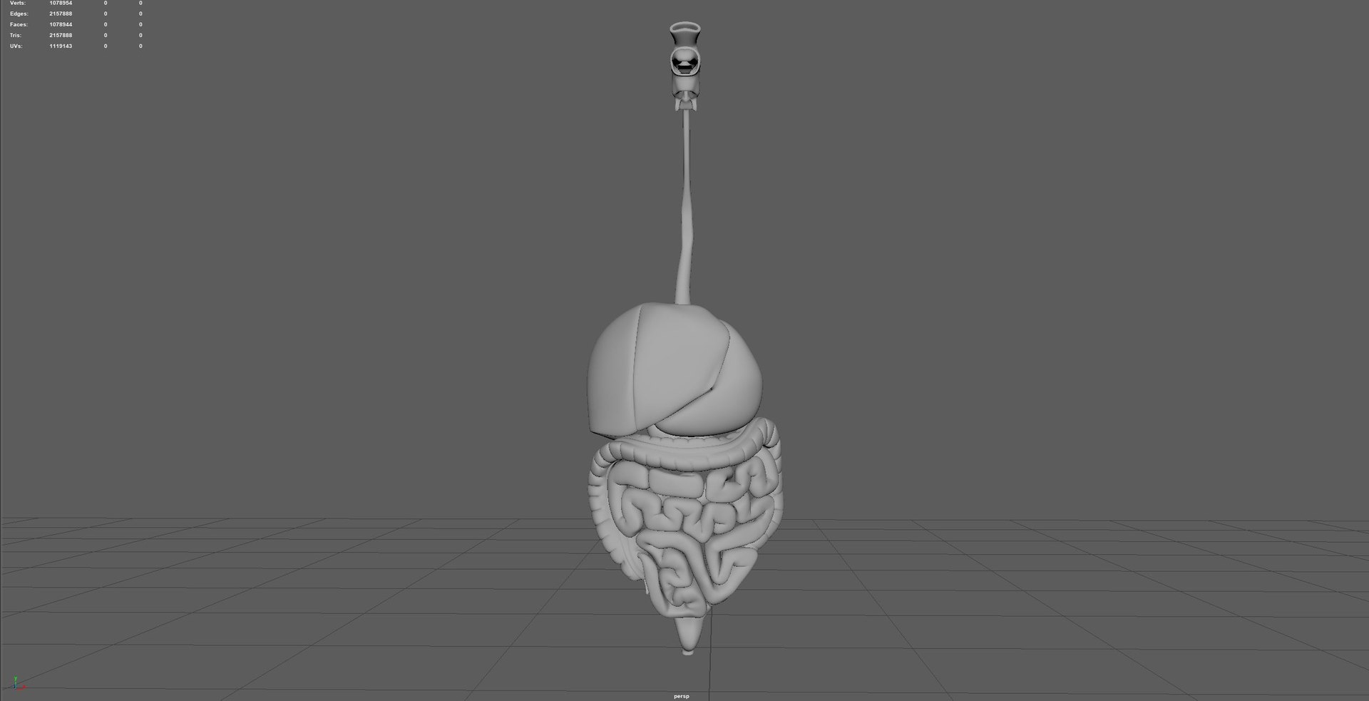 Digestive  model https://p.turbosquid.com/ts-thumb/fv/hDwxuX/Dh/7/jpg/1640848646/1920x1080/fit_q87/210b7c4884ddd82b52d7587d01eb5e1de6a0204c/7.jpg