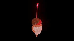 Digestive