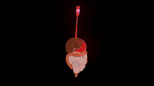 Digestive