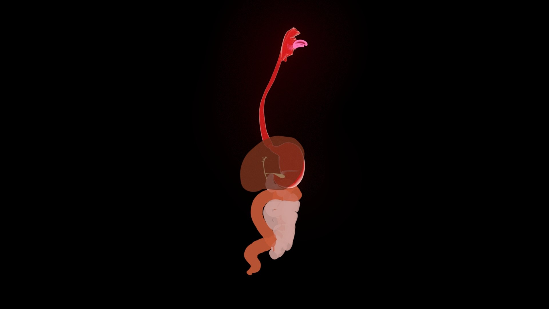 Digestive  model https://p.turbosquid.com/ts-thumb/fv/hDwxuX/Lu/6/jpg/1640848646/1920x1080/fit_q87/a3a452bf023329ef5fdc131a0629117095d37ad0/6.jpg