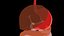 Digestive 