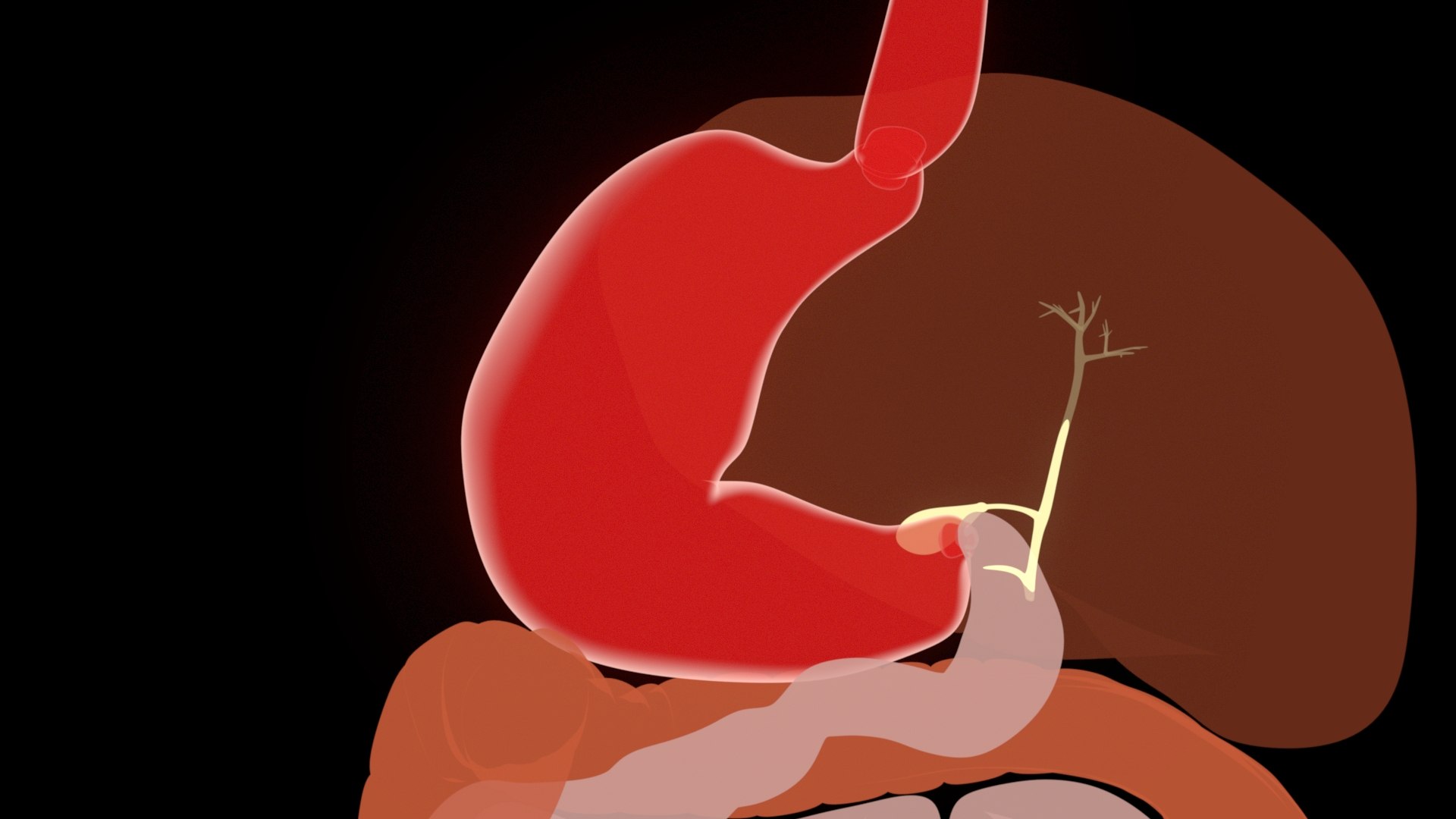 Digestive  model https://p.turbosquid.com/ts-thumb/fv/hDwxuX/hL/5/jpg/1640848648/1920x1080/fit_q87/31fe81b5886d00642a82f1748f927682105c0670/5.jpg