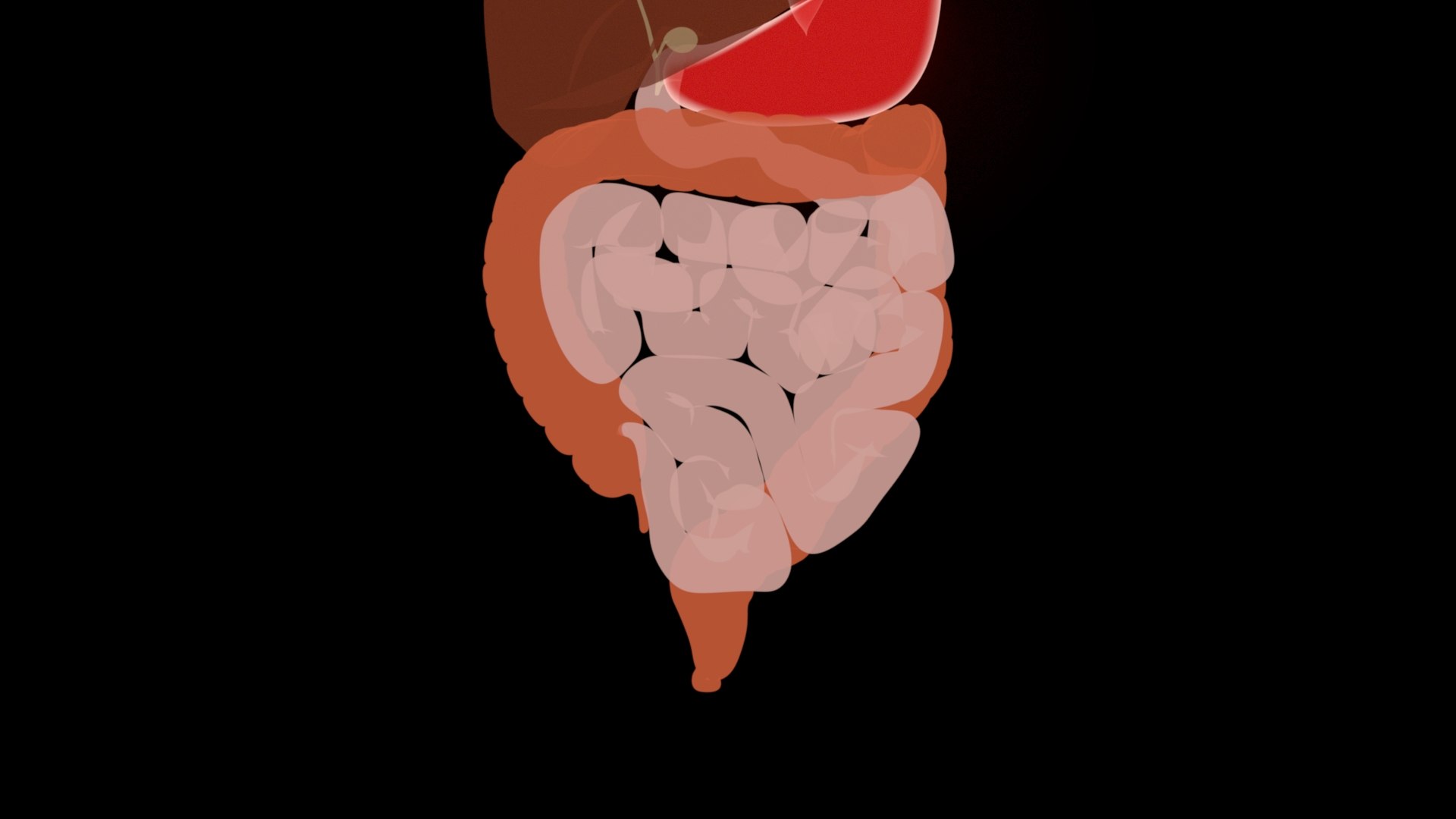 Digestive  model https://p.turbosquid.com/ts-thumb/fv/hDwxuX/k4/3/jpg/1640848646/1920x1080/fit_q87/c7178a339f15b096503a146c17e87d0fd2856901/3.jpg