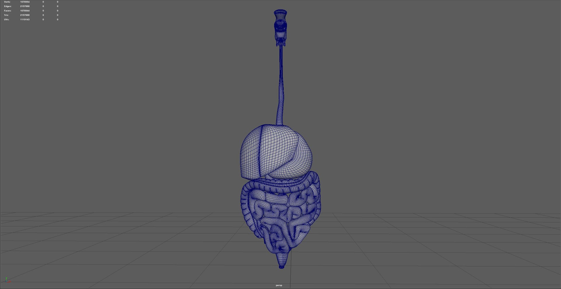 Digestive  model https://p.turbosquid.com/ts-thumb/fv/hDwxuX/qB/wire/jpg/1640848647/1920x1080/fit_q87/582457e7d389a9f2ca0b0a3529ce5f5fcd4a93b8/wire.jpg