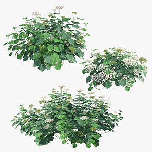3D Hydrangea arborescens Haas Halo